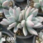 Graptoveria Opalina Variegated Double Head