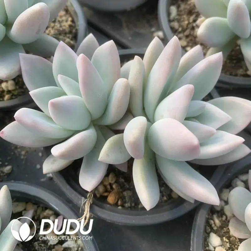 e201-121-2.webp Graptoveria Opalina Variegated Double Head - Image 1