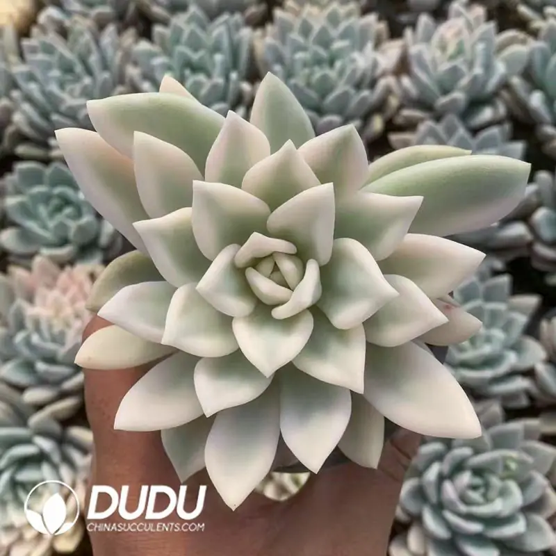 e201-123-2.webp Graptoveria Opalina Variegated - Image 1