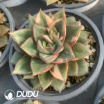 Echeveria Monocerotis Variegated