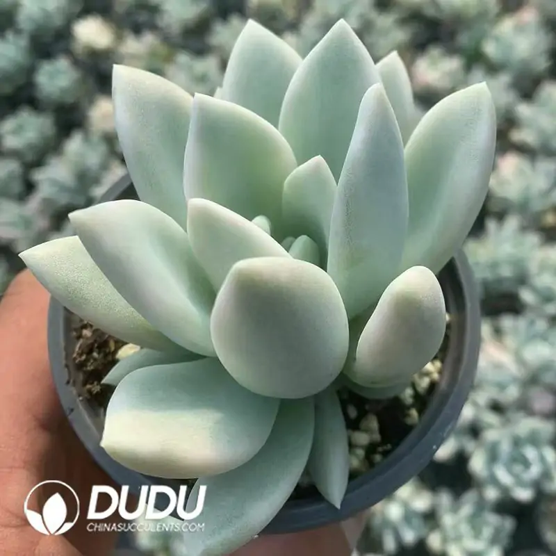 e201-140-2.webp Small Graptoveria Opalina Variegated - Image 1