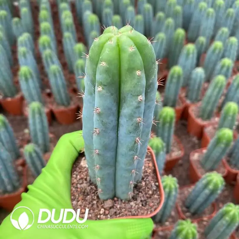 e201-142-2.webp Trichocereus Pachanoi (With root) - Image 1