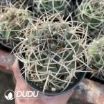 Gymnocalycium Cardenasianum