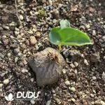 Dioscorea elephantipes (elephant's foot vine )