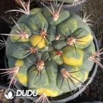 Cactus-Gymnocalycium saglionis (Cels) Britton & Rose Variegated