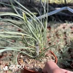 Senecio Scandens Seneciokleinia