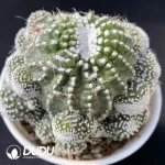 Cactus-Blossfeldia liliputana Werderm.  Clustering