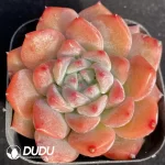 Echeveria Snow Melanie