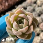 105Pcs/Tray Echeveria Moon God Seedlings(Mix & Match 5+)