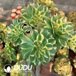 Aeonium 
gorgeous sun umbrella 
Big Clustering
