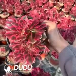 Aeonium 
Pink Witch Cristata