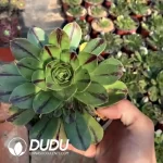 Aeonium 
Jade Fire Clustering