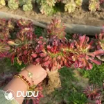 Aeonium Afterglow Old Stem Cristata