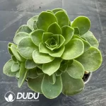 Aeonium Greenovia Lossie Clustering