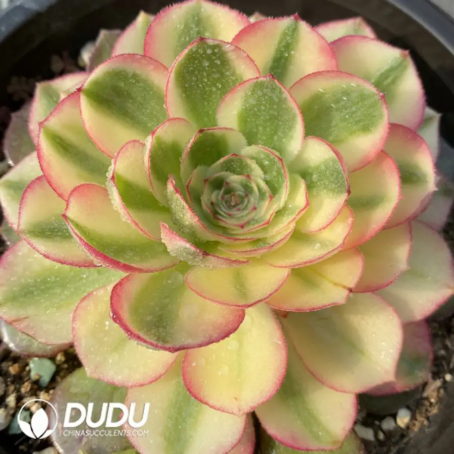 e201-224-2.webp Aeonium Litchi - Image 1