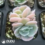 Echeveria 'Blue Surprise’ Varigated Double Head