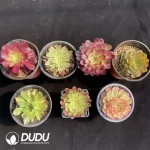 Aeonium Collection 10