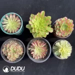 Aeonium Collection 11