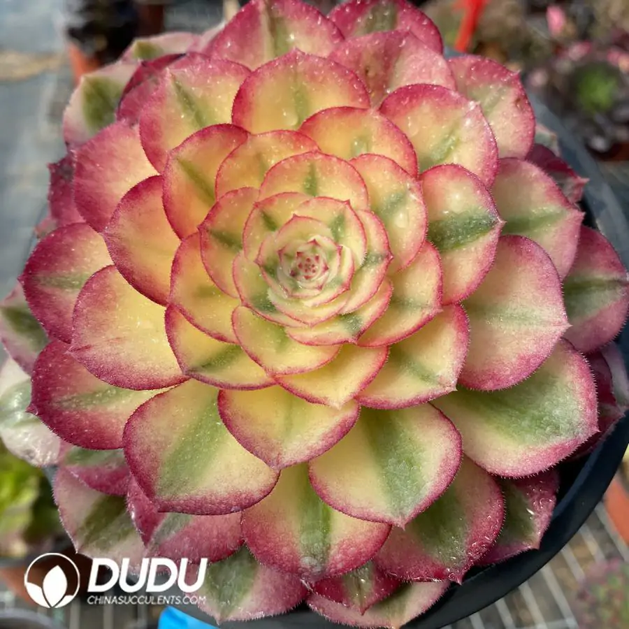 e201-246-1.webp Aeonium Qingcheng - Image 1