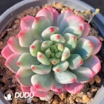 Echeveria 'Blue Elf' Variegated