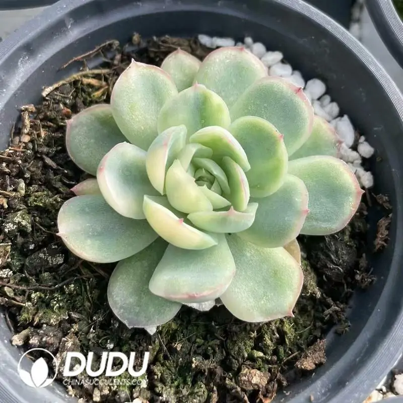 e201-284.webp Echeveria Strawberry Ice Variegated - Image 1