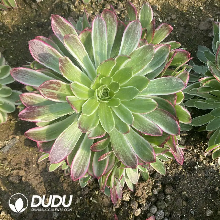 e201-293-2.webp Aeonium Moon in the Water - Image 1