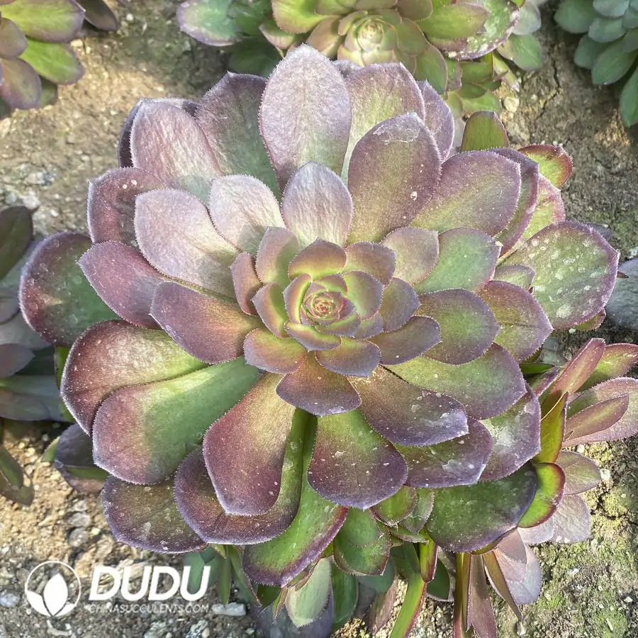 e201-299-2.webp Aeonium Blue Lotus Clustering
(Pulidonis Mutated Clustering) - Image 1