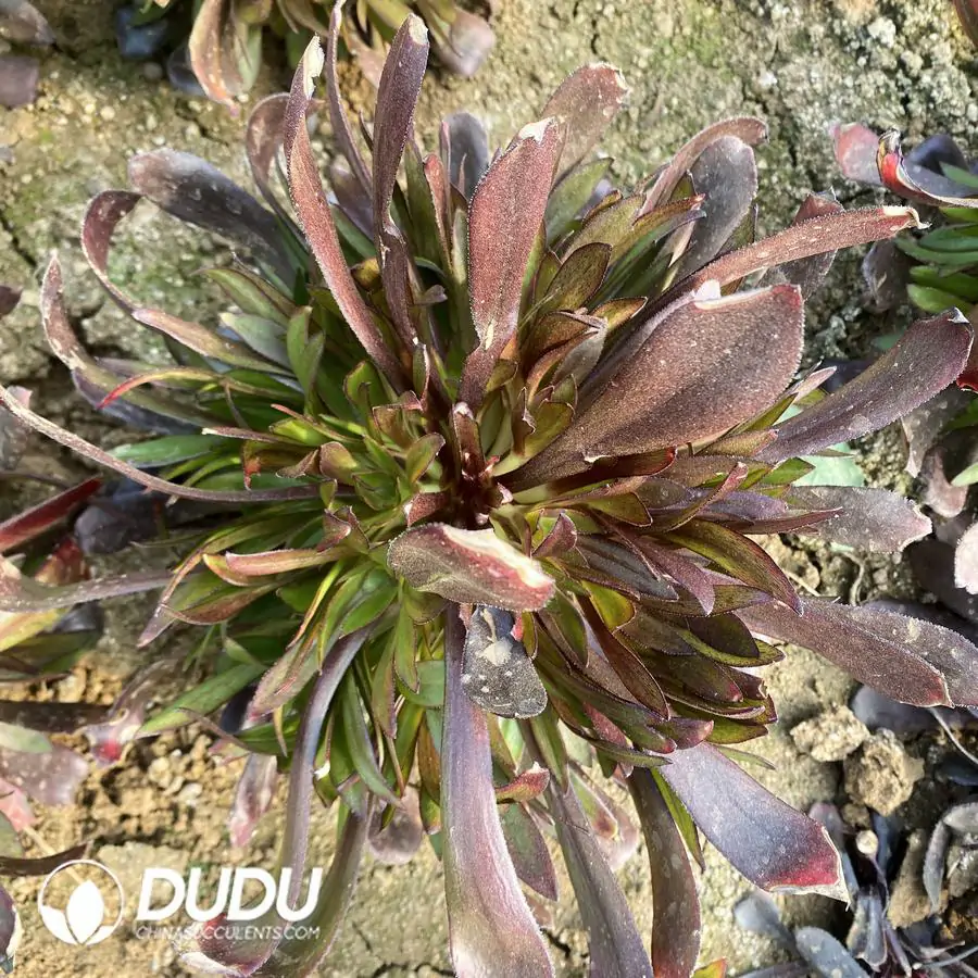 e201-303-2.webp Aeonium arboreum Atropurpureum Clustering - Image 1