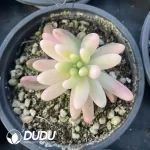 Sedum pachyphyllum variegated