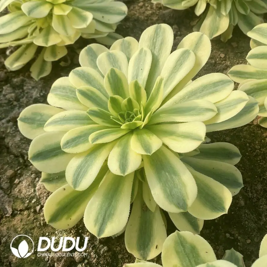 e201-312-1.webp Aeonium Golden Emerald - Image 1