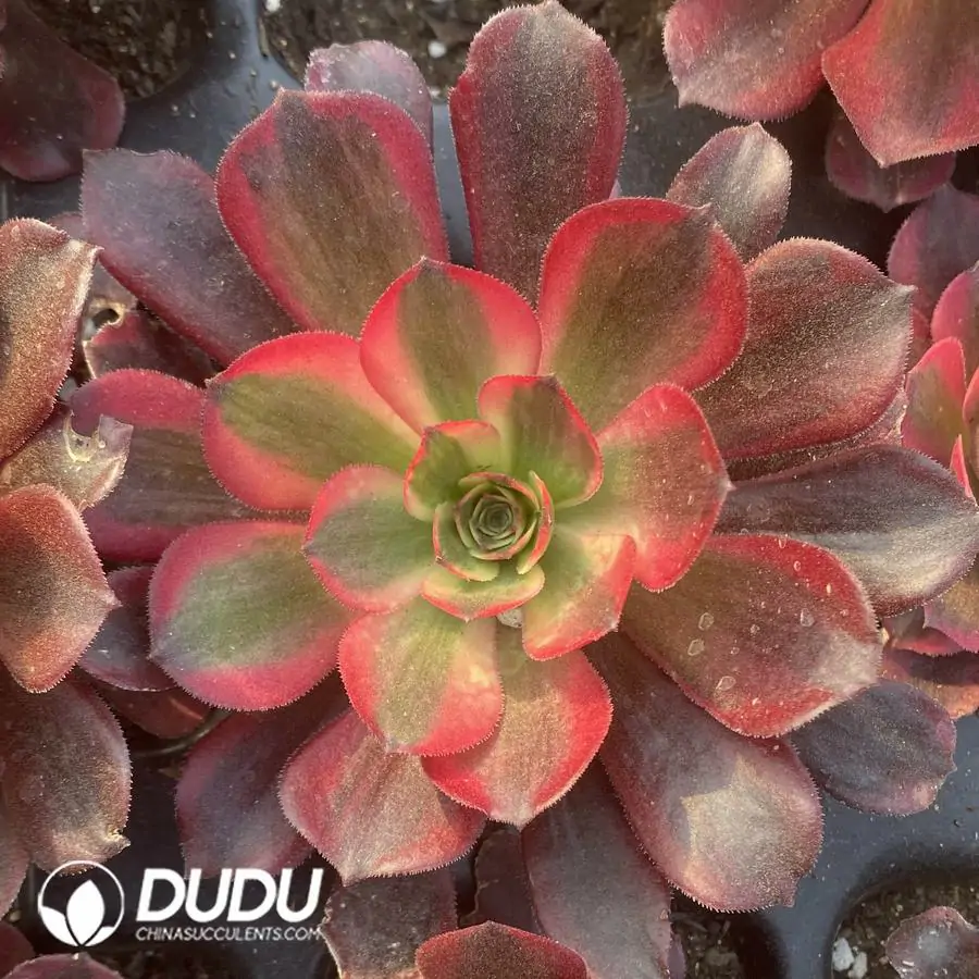 e201-315-1.webp Aeonium Medusa Seedling - Image 1