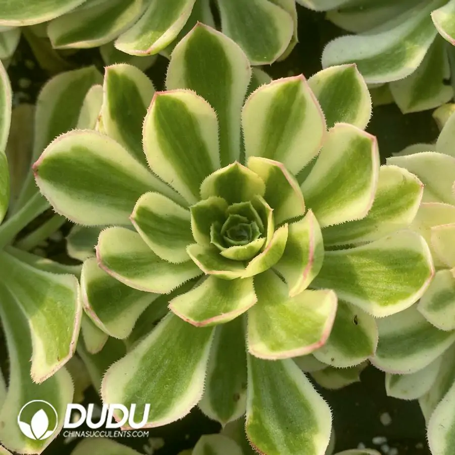 e201-317.webp Aeonium Porsche Seedling - Image 1