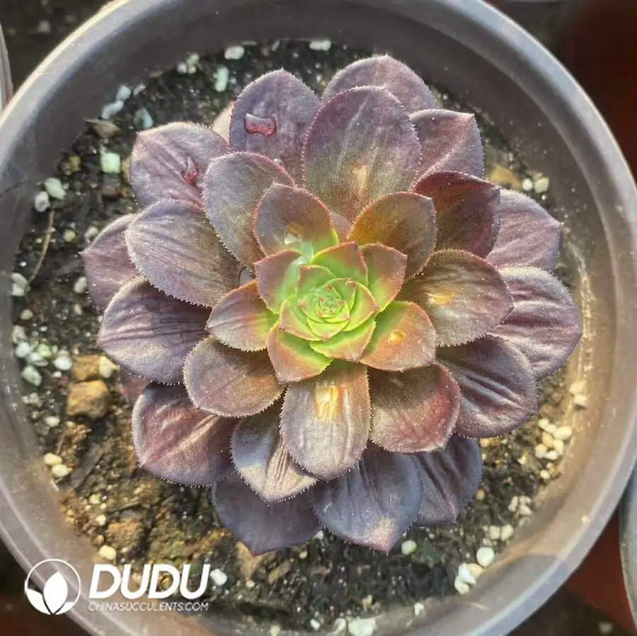 e201-323-1.webp Aeonium Carnaval - Image 1