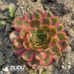 Aeonium Carat Lover