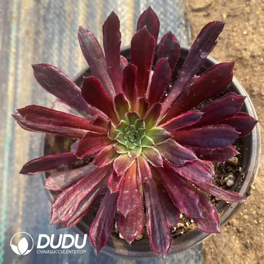 e201-324.webp Aeonium Dream Clustering - Image 1