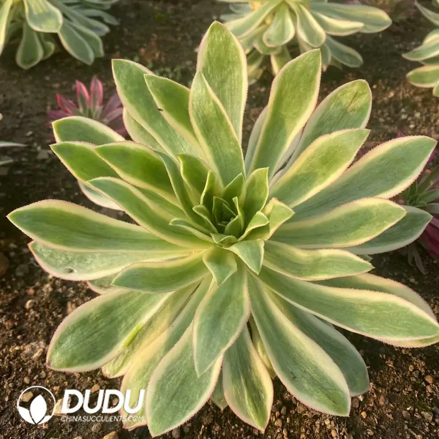 e201-331-1.webp Aeonium Green lotus - Image 1