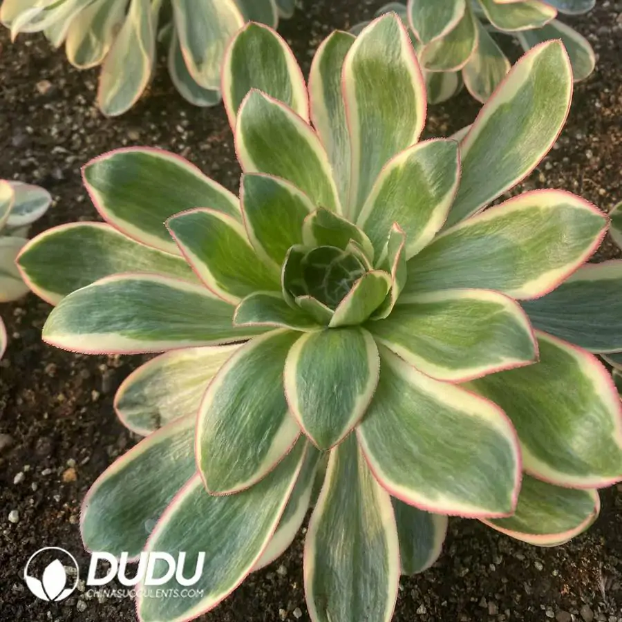 e201-332-1.webp Aeonium Undulatum - Image 1