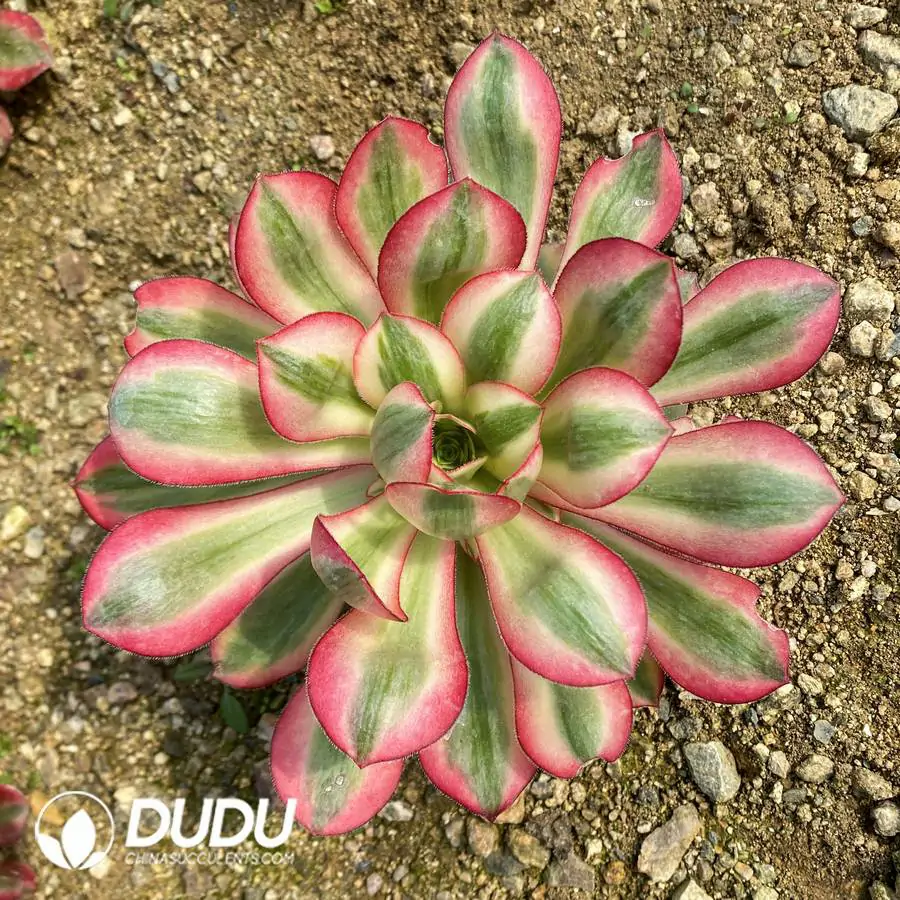 e201-337.webp Aeonium Alice Clustering - Image 1