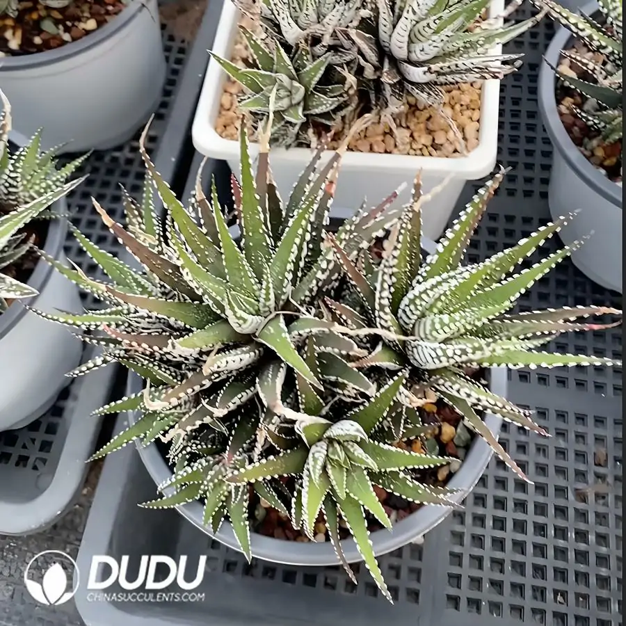 e201-352-1.webp Haworthia Zebra Clustering(Scattered Clustering) - Image 1