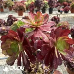 Aeonium European Purple Grafted Ou Jiali