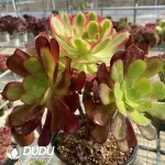 Aeonium European Purple Grafted Pink Witch No.2
