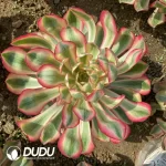 Aeonium Alice Clustering