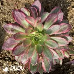 Aeonium Black Devil Variegated