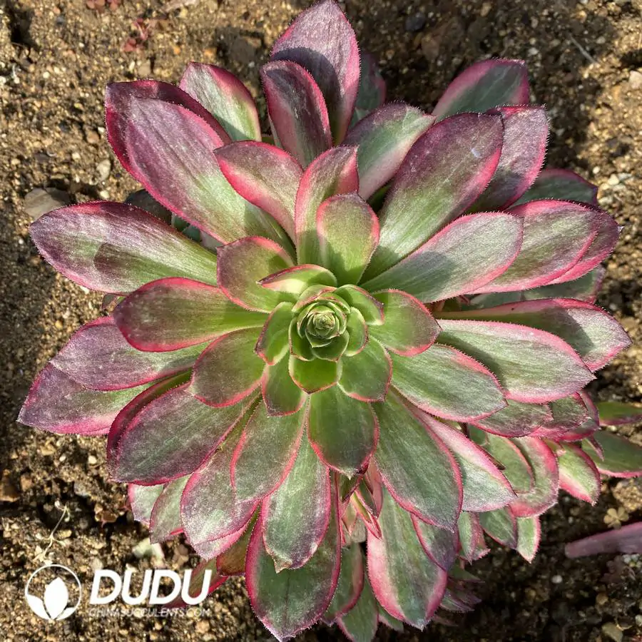 e201-377.webp Aeonium Black Devil Variegated - Image 1
