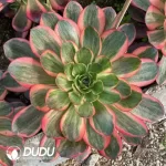 Aeonium Charm Gold Rose Variegated Clustering