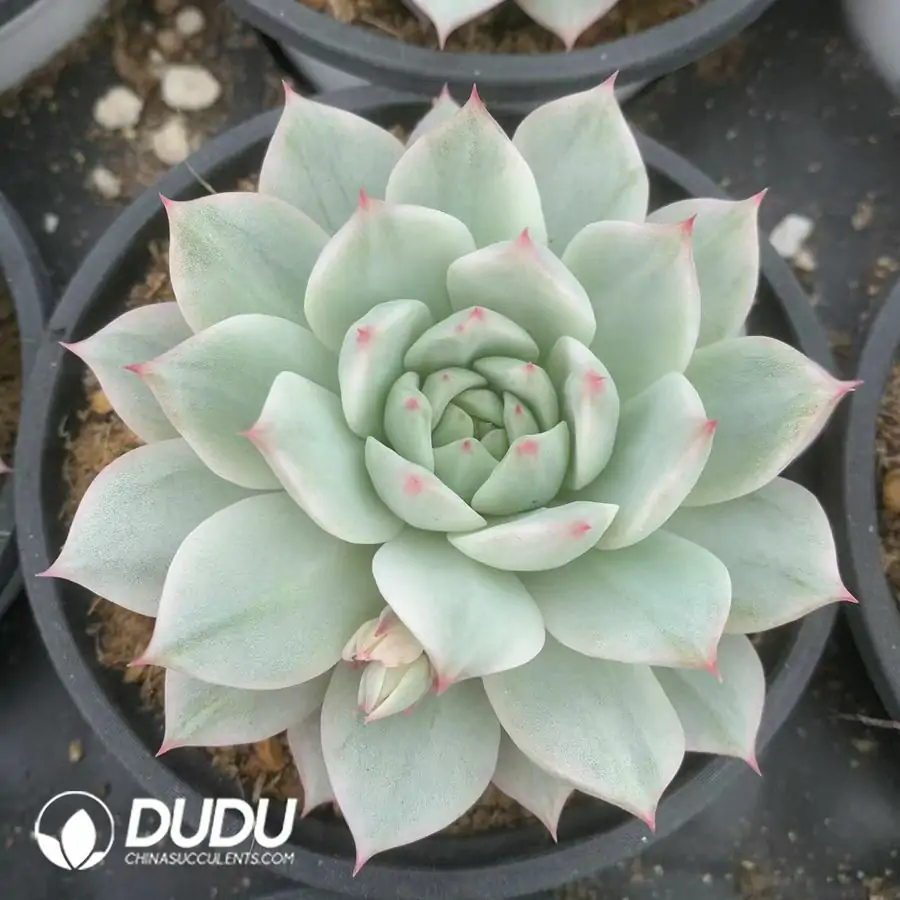 e201-38.webp Echeveria TP Variegated - Image 1