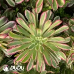 Aeonium Garnet White Variegated Clustering