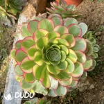 240MM Aeonium Halloween White Variegated Clustering