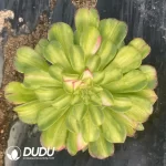 Aeonium Zhi Fou