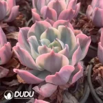 Echeveria Imbricata Variegated